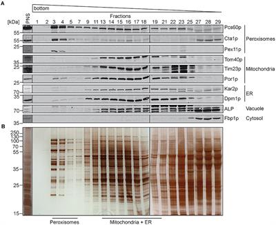 Fluidity and Lipid Composition of Membranes of Peroxisomes, Mitochondria and the ER From Oleic Acid-Induced Saccharomyces cerevisiae